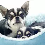 Best Dog Beds Reviewed for 2026: The Complete UK Guide