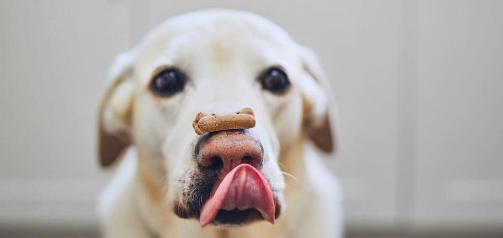 Best Dog Biscuit