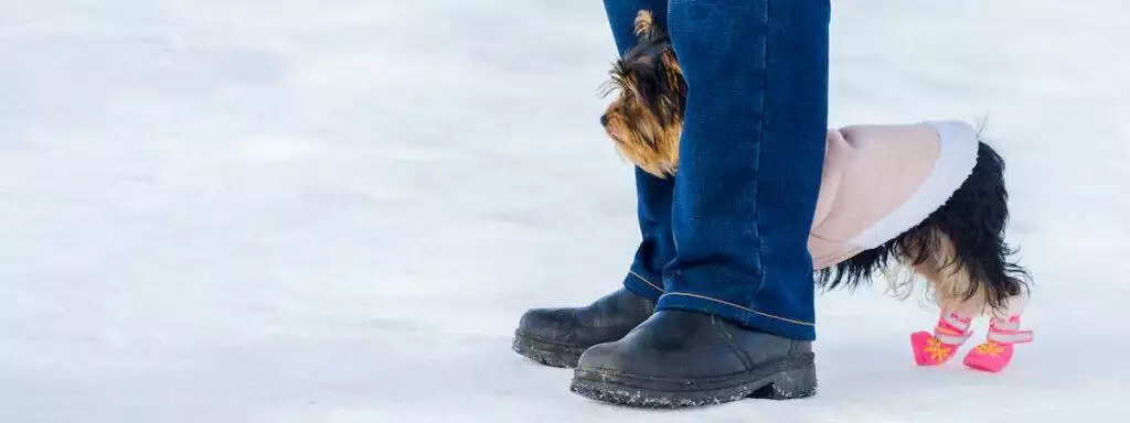 Best Dog Boots