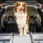 Best Dog Car Ramp UK 2026: Top Folding & Telescopic Ramps Reviewed