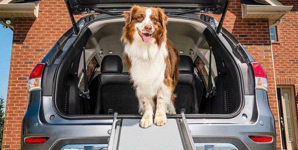 Best Dog Car Ramps & Steps Reviewed for 2022 Petz