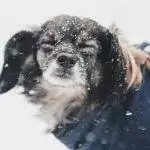 Best Dog Coats UK 2026: Waterproof, Winter & Sighthound Reviews