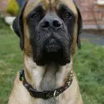 Best Dog Collars UK 2026: Leather, Biothane & Martingale Reviewed