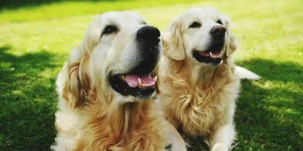 Best Dog Cooling Beds 2021