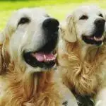 Best Cooling Dog Beds for 2026: Beat the Heat This Summer