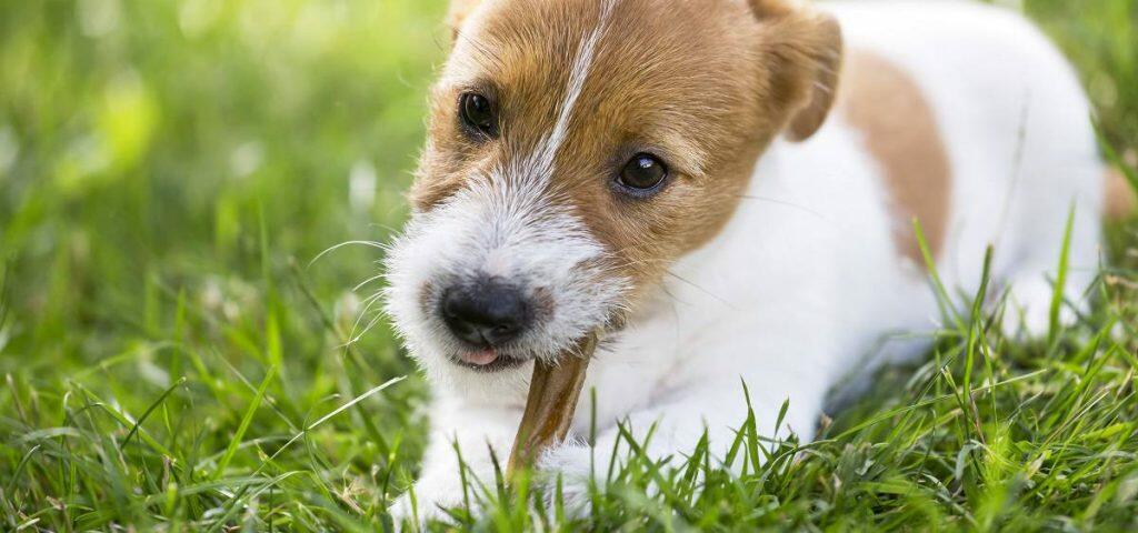 Best Dog Dental Chew Treat Stick