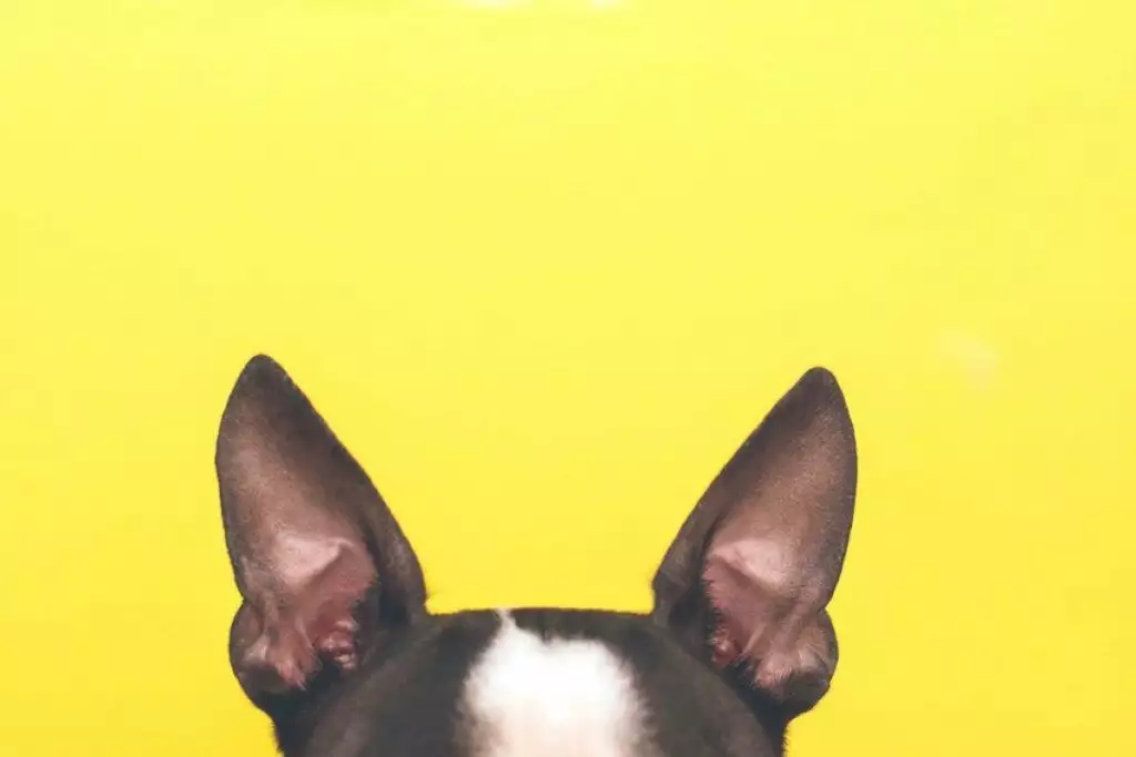 best dog ear cleaning solution