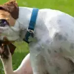 Best Dog Flea Treatment UK 2026: Spot-On, Tablets & Collars Reviewed