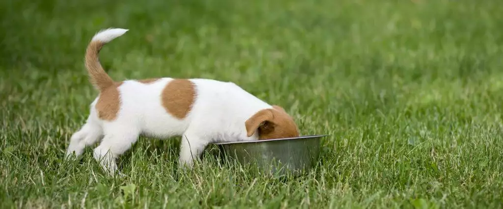 Best Dog Food for Puppies
