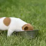 Best Puppy Food UK 2026: Dry, Wet & Raw Diets Reviewed