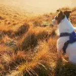 Dog-Friendly Hotels In Wales