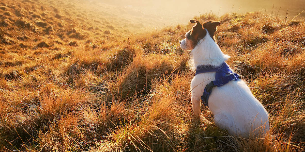 Best DogFriendly Hotels In Wales Reviewed for 2022 Petz