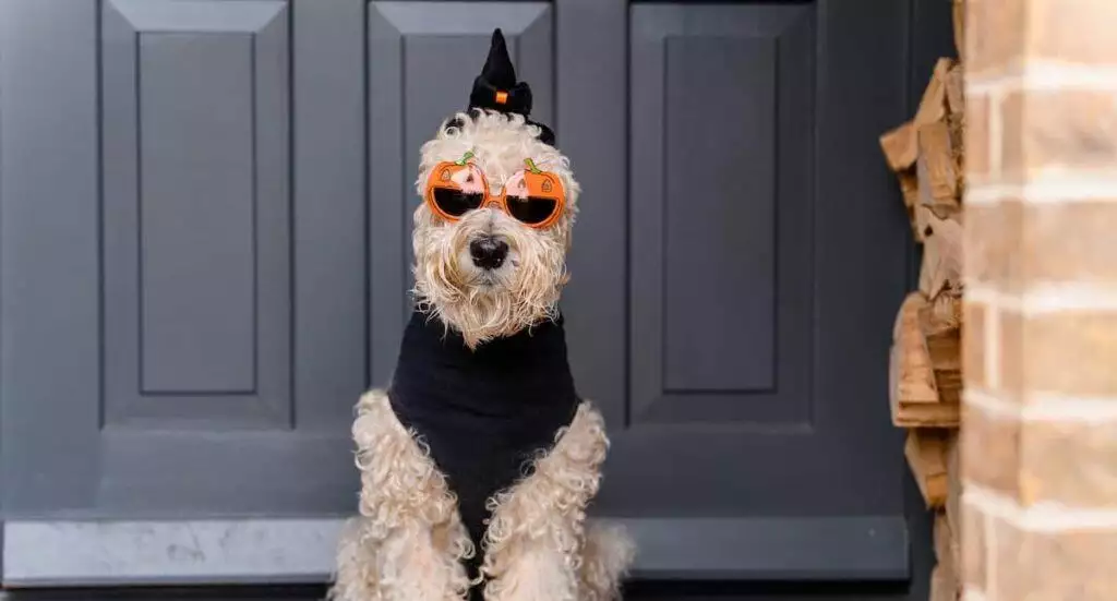 Best Dog Halloween Costumes