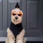 Dog Halloween Costumes