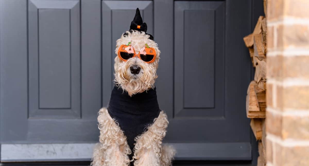 Best Dog Halloween Costumes Reviewed for 2023 Petz