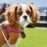 Best Dog Harness UK 2026: No-Pull, Puppy & Adventure Reviewed