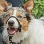 Best Dog Headcollars UK 2026: Halti vs Gentle Leader vs Canny