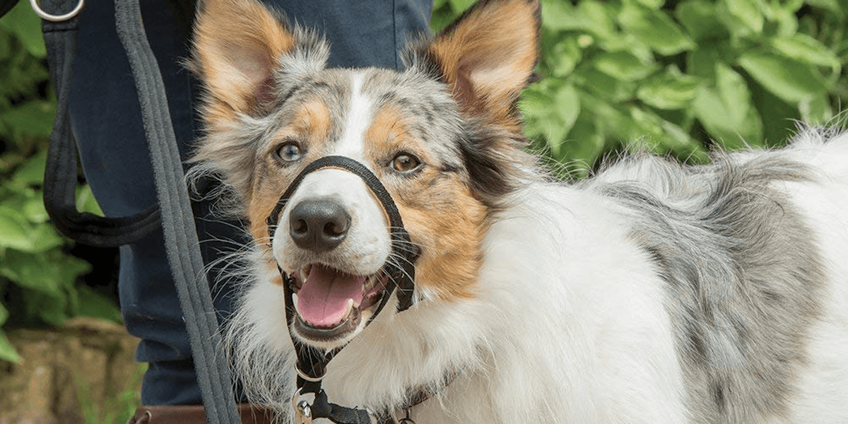 Best Dog Head Collars Reviewed for 2022 Petz