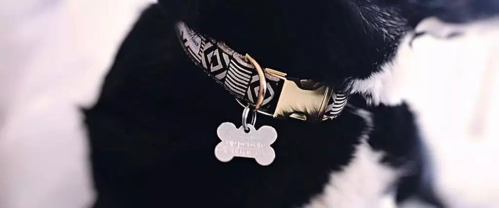 Best Dog ID Tag For Collar