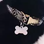 Best Dog ID Tags UK 2026: Engraved, QR Code & Smart Tag Reviews