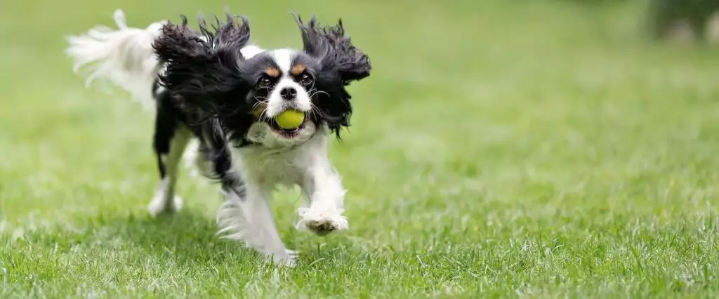 Best Dog Joint Supplements