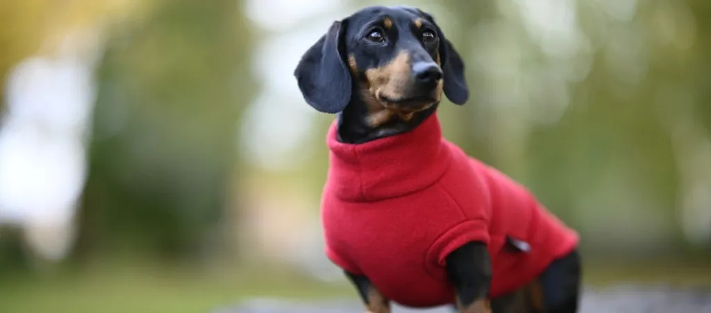 Best Dog Jumper 2020