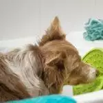 Dog Lick Mats