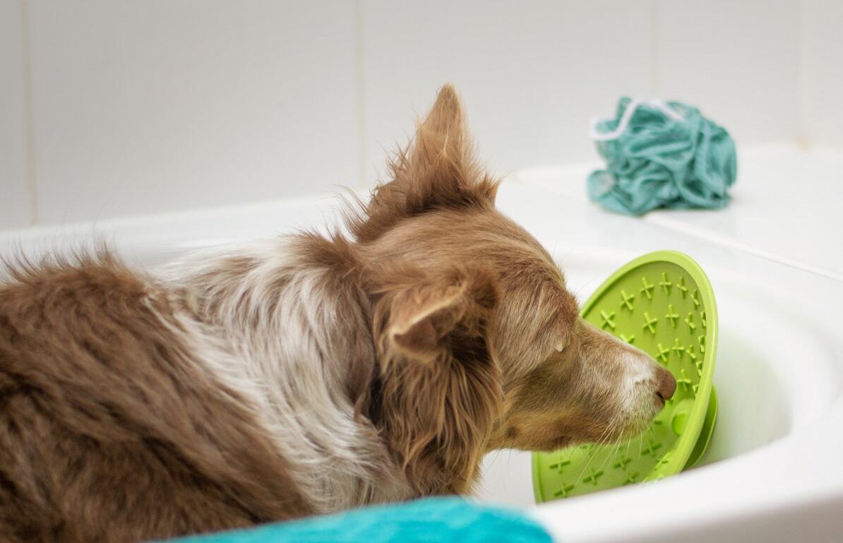 Best Dog Lick Mats Reviewed for 2022 Petz