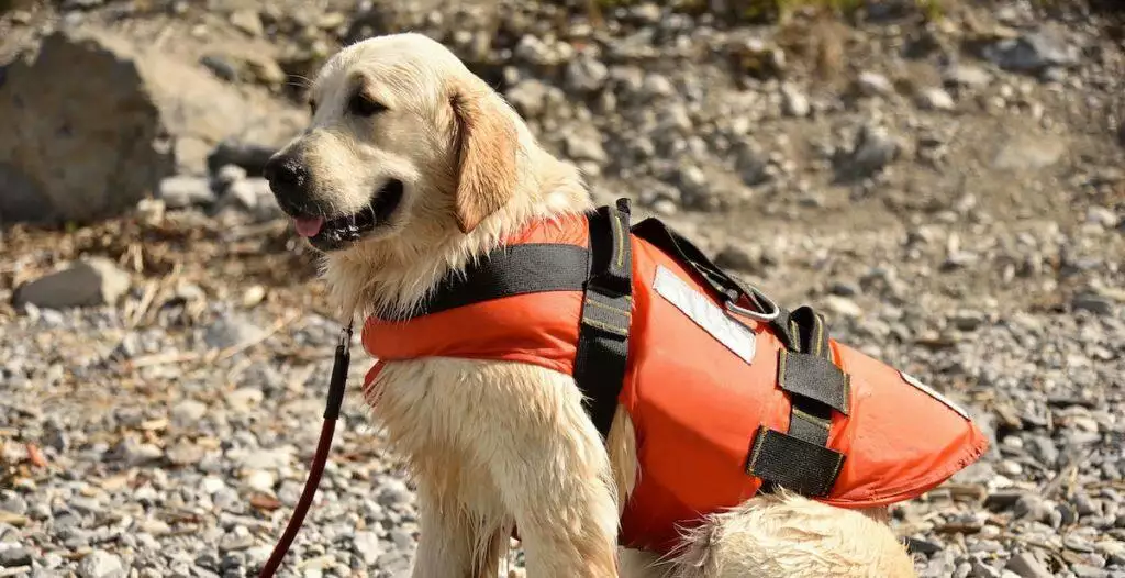 Best Dog Life Jacket