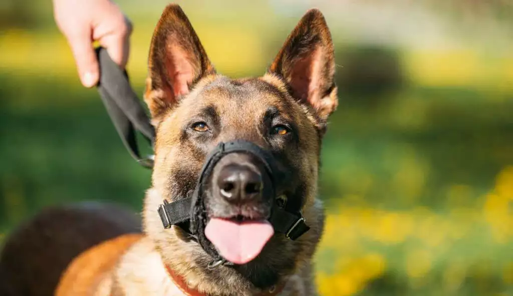 Best Dog Muzzle