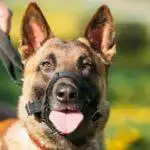 Best Dog Muzzles UK 2026: Basket Muzzle Reviews & Sizing Guide