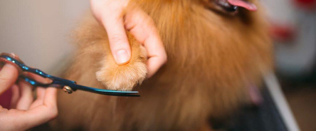 Best Dog Nail Clippers
