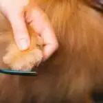 Best Dog Nail Clippers UK 2026: Scissor vs Grinder Reviews