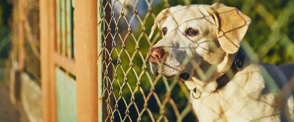 Best Dog Outdoor Run Enclosure Fencing