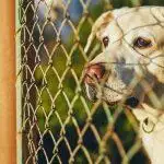 Best Outdoor Dog Runs UK 2026: Wooden, Steel Panel & Kennel Systems