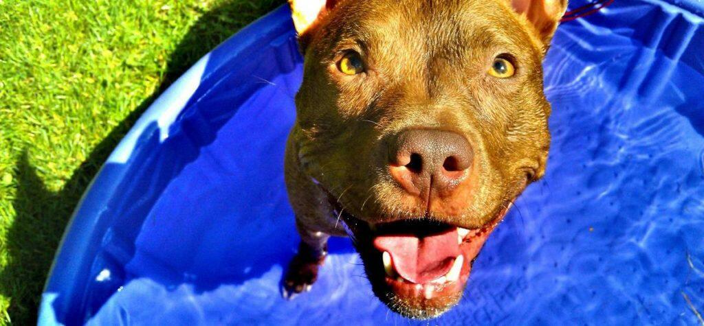 Best Dog Paddling Pool