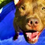 Best Dog Paddling Pools UK 2026: Foldable, Claw-Proof & Heavy-Duty