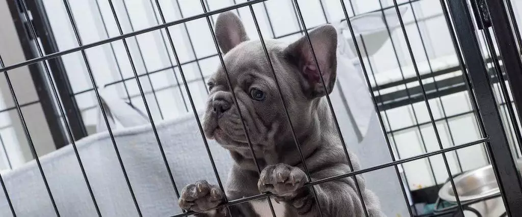 Best Dog Puppy Play Pens