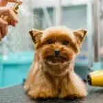 Best Dog Grooming Tables UK 2026: Hydraulic & Foldable