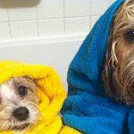 Best Dog Drying Towels UK 2026: Microfibre, Shammy & Drying Coat Reviews