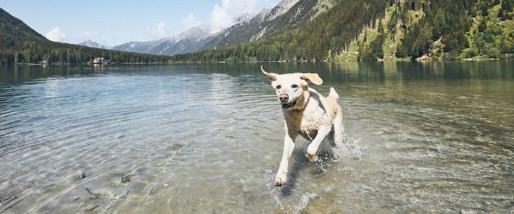 Best Dog Tracker (GPS and Activity)