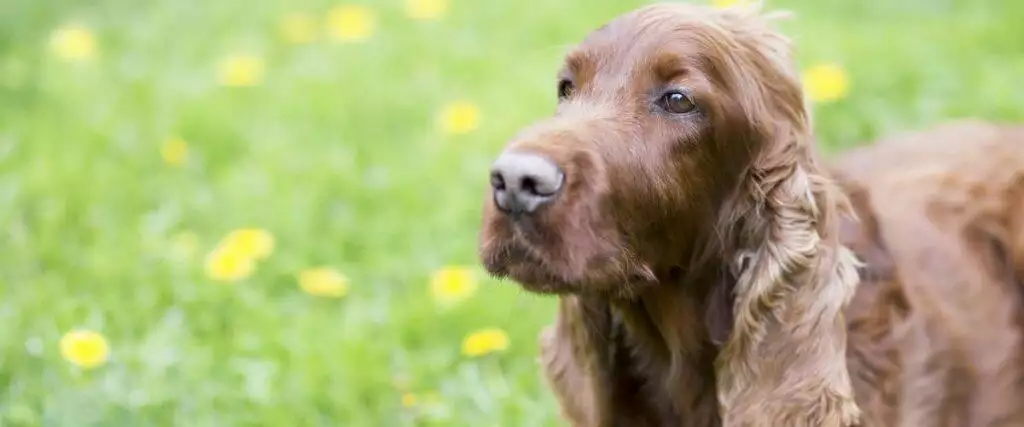 Best Dog Training Aids Assistants Help Items