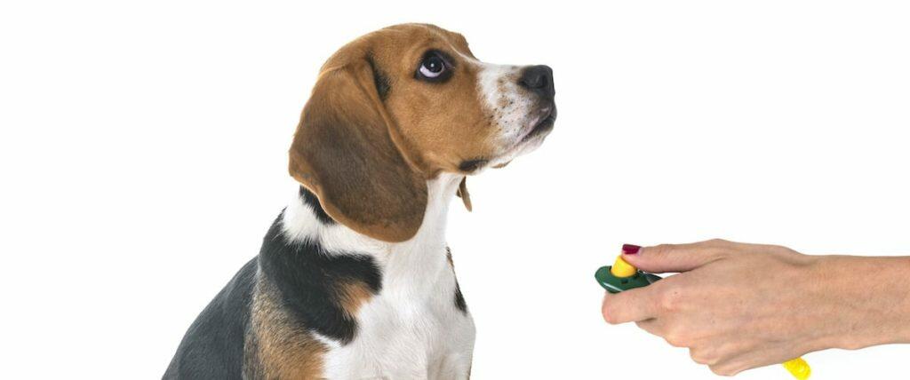 Best Dog Training Clicker