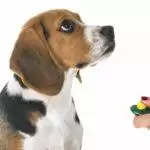 Dog Training Clickers