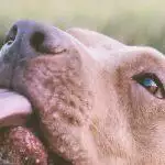 Best Dog Water Bottles UK 2026: Portable Walks & Hiking