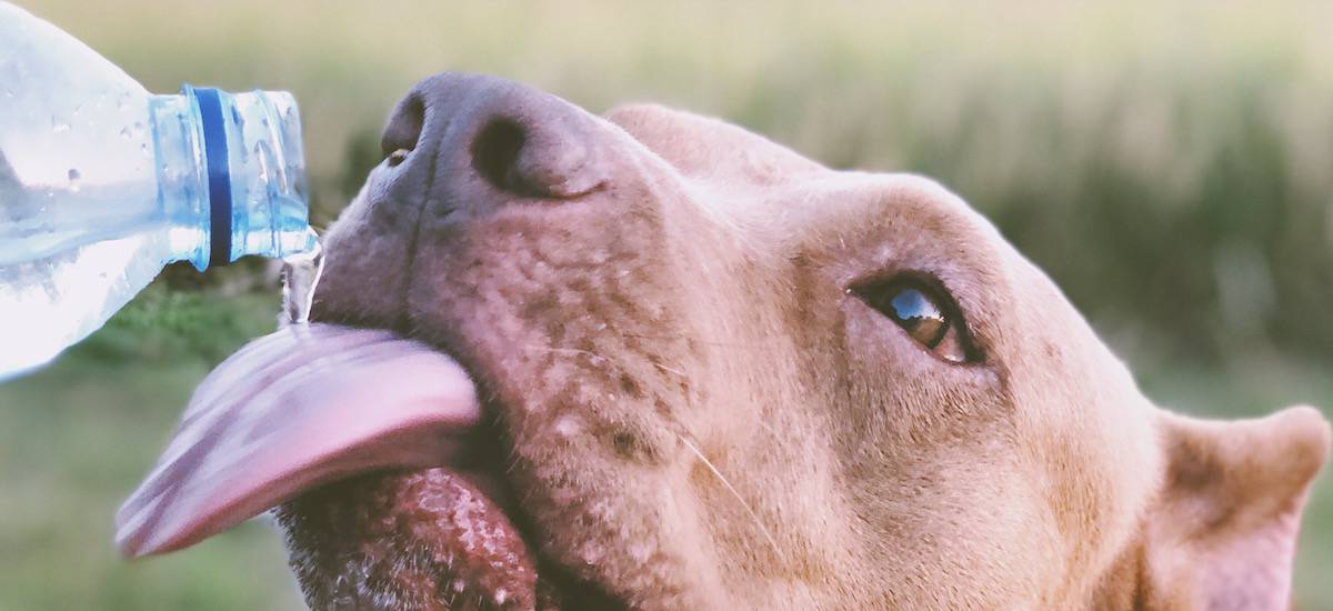 Best Dog Water Bottles Reviewed for 2022 Petz