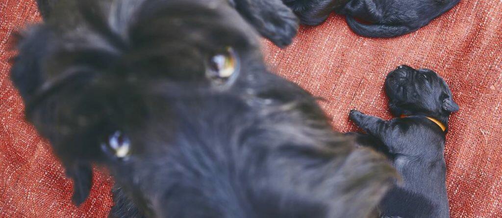 Best Dog Whelping Box