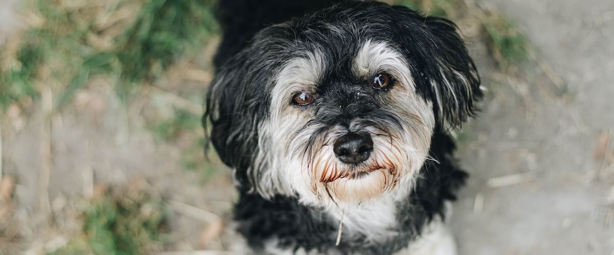 Best Dog Wormers Reviewed for 2022 Petz