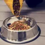 Best Dry Cat Food UK 2026: Grain-Free, Premium & Vet-Rated Reviewed