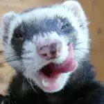 Best Ferret Food UK 2026: Kibble, Raw & Complete Diets Reviewed